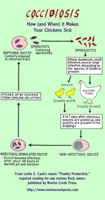  Oococcidian! The Tiny Parasite that Causes Big Problems for Chickens