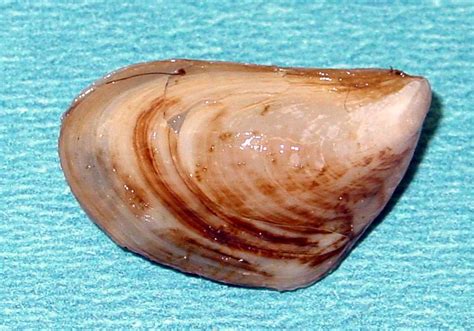  Quagga Mussel! 이 특이한 이매패류는 물 속에서 어떻게 살아가는 걸까요?