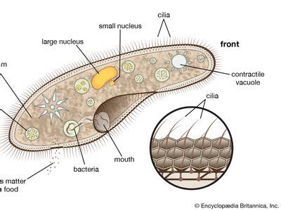  Rhabdostyla! The Tiny Tornado That Swims With Hair-Like Cilia