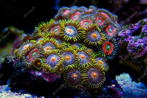  Zoanthid!  A Colorful Coral Colony With Tentacles That Capture Tiny Treasures