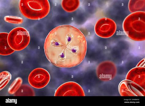  Babesia! A Tiny Parasite Living a Big Life Inside Red Blood Cells