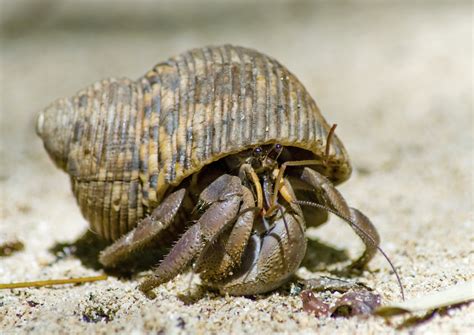   hermit crab,  a small crustacean wearing a borrowed home! 