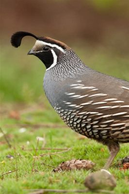  Quail! A Bird Whose Exquisite Feathers Hide a Surprisingly Competitive Nature