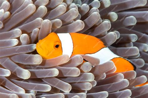  Veiled Anemone! Hiding Amongst Colorful Coral Reefs with Tentacles Ready for Action