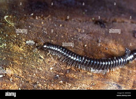  White-legged Millipede: Unearthing Secrets Of A Multi-Legged Marvel That Crawls Beneath The Forest Floor!