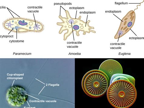  Xylosus!  A Single-Celled Wonder Hiding Within Fresh Water Ponds